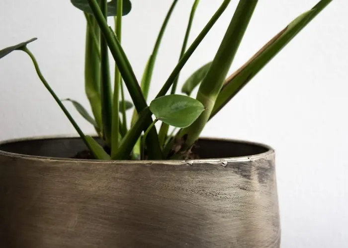 Sandy's Family House For 2 Adults & 2 Children * Zandvoort